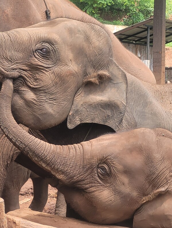 형님 입속에 코를 집어넣고 바나나를 찾는 중