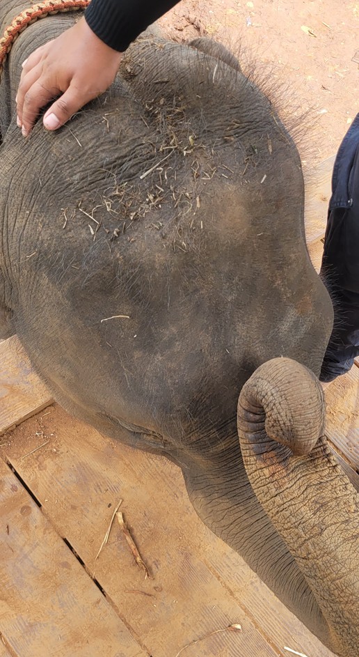 코끼리는 하루 4시간을 잔다. 깨어 있는 내내 먹는다. 