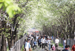 봄, <b>전주</b> 팔복동 <b>철길</b>에 폭설